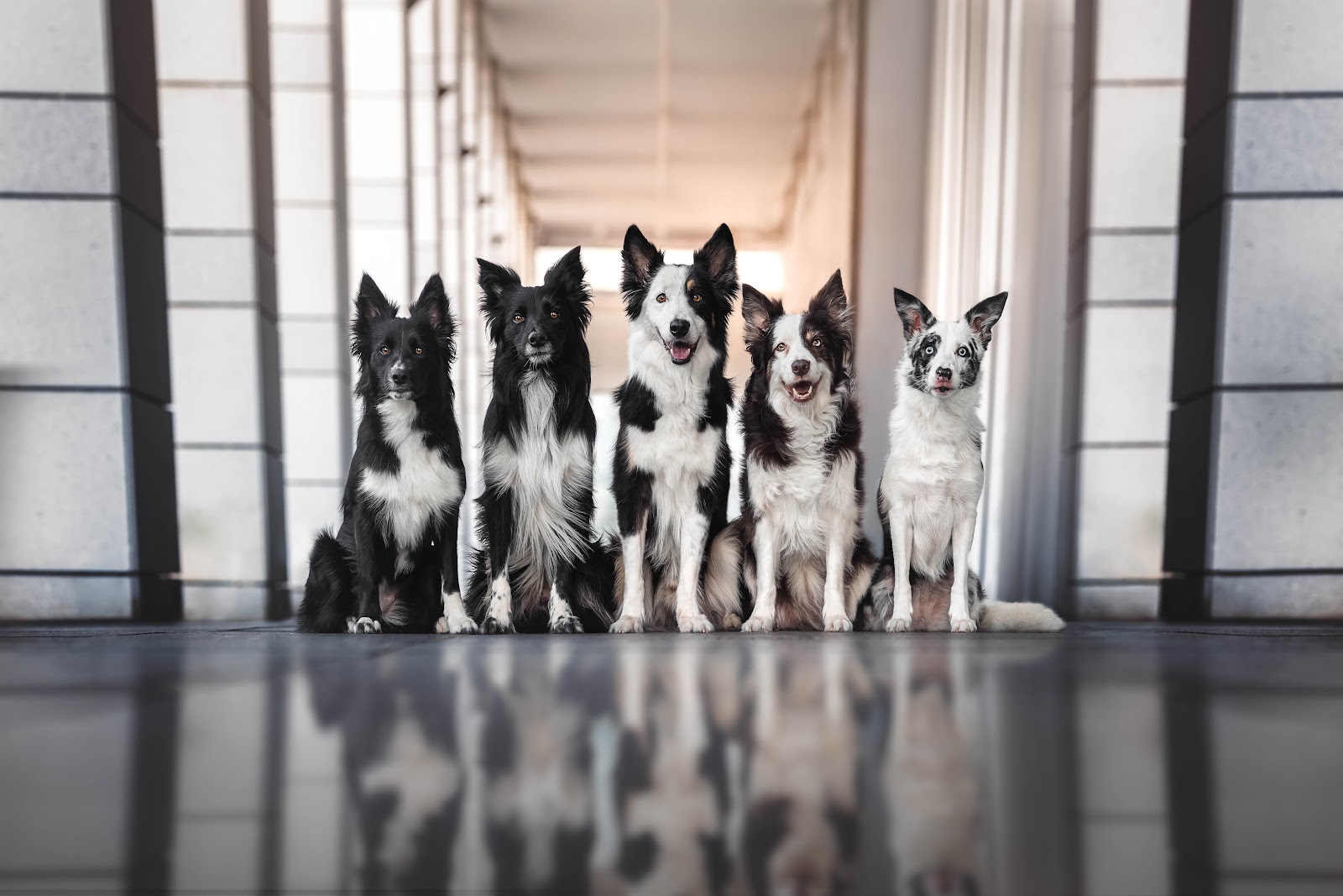 Roni's five border collies sitting in a row